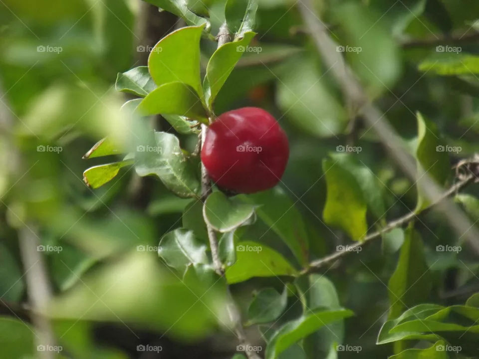 Uma única acerola na árvore.