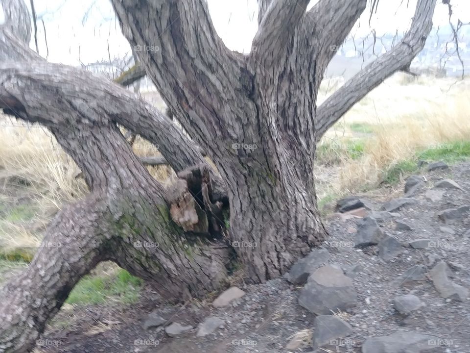 dead tree above the water