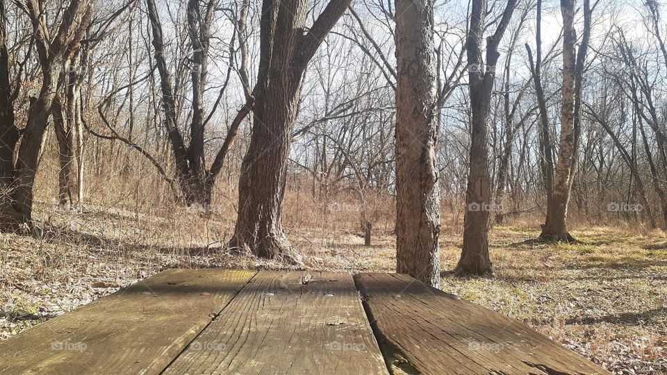 Picnic Table in the Woods