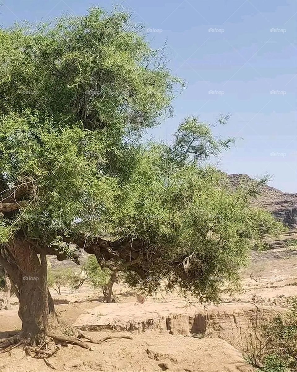 A very beautiful picture, and there is no better picture than it. There is no better picture of green herbs and colorful, red and white roses than it. Glory be to God, the natural and picturesque view, and there is no more