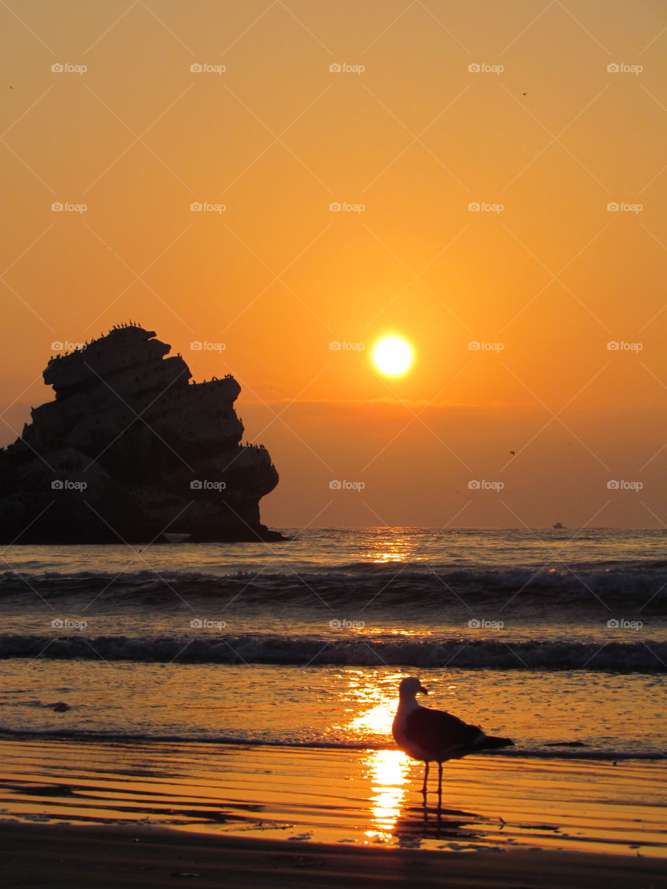 Golden Sunset. Morro Bay ca 
