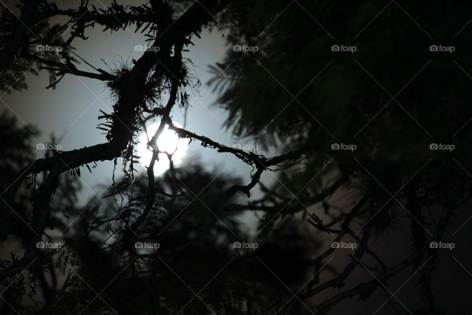The light of the moon between branches and leaves.
