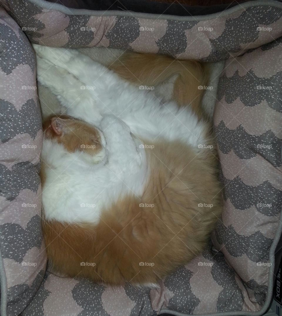 Cat, Mammal, Baby, Sleep, Blanket