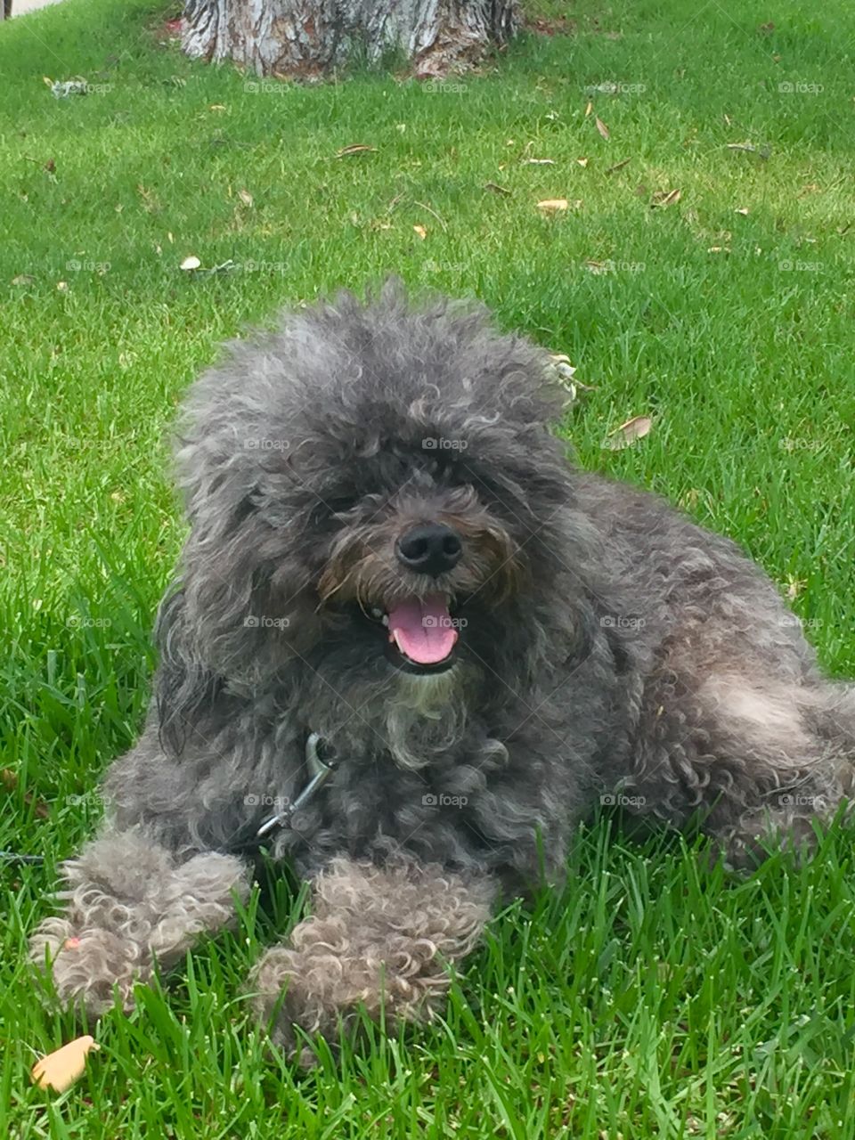 My Izzy loves sitting outside on the grass on a sunny day as you can see by the happy expression on her face.