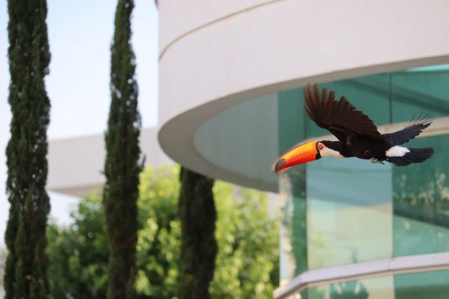 tucano