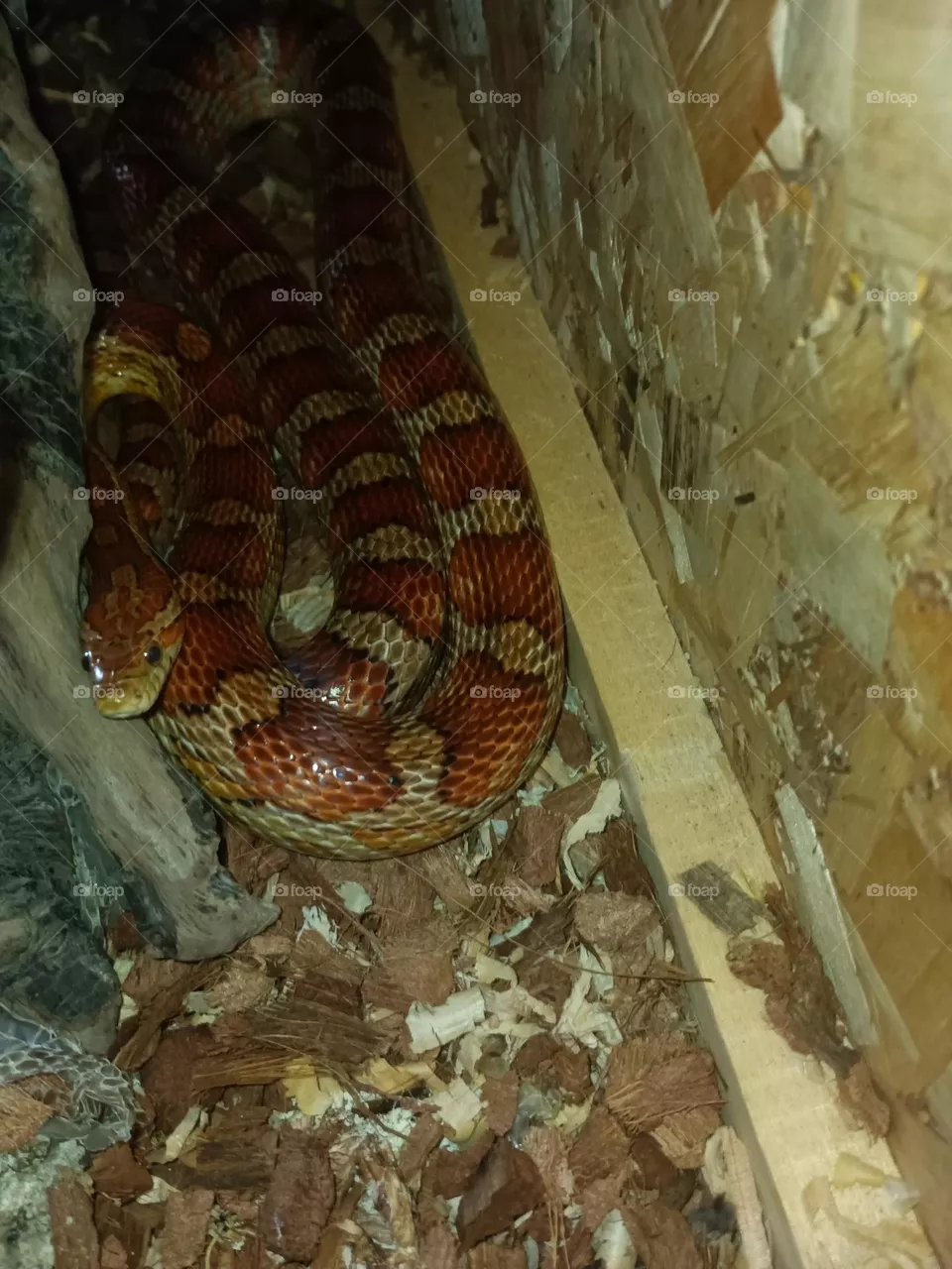 snake resting
