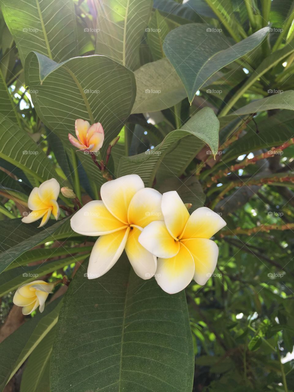 Beautiful yellow tropical flowers in green leaves...