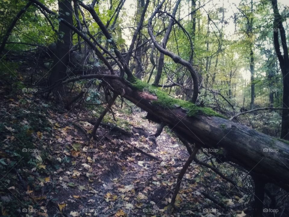 Magical forest, old Wood, Polish autumn