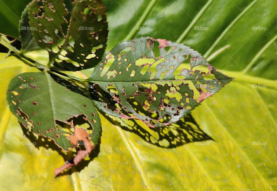 Leaves with holes on top of a leaf