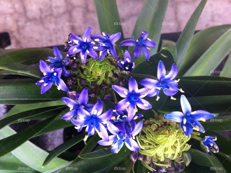 Blue flowers