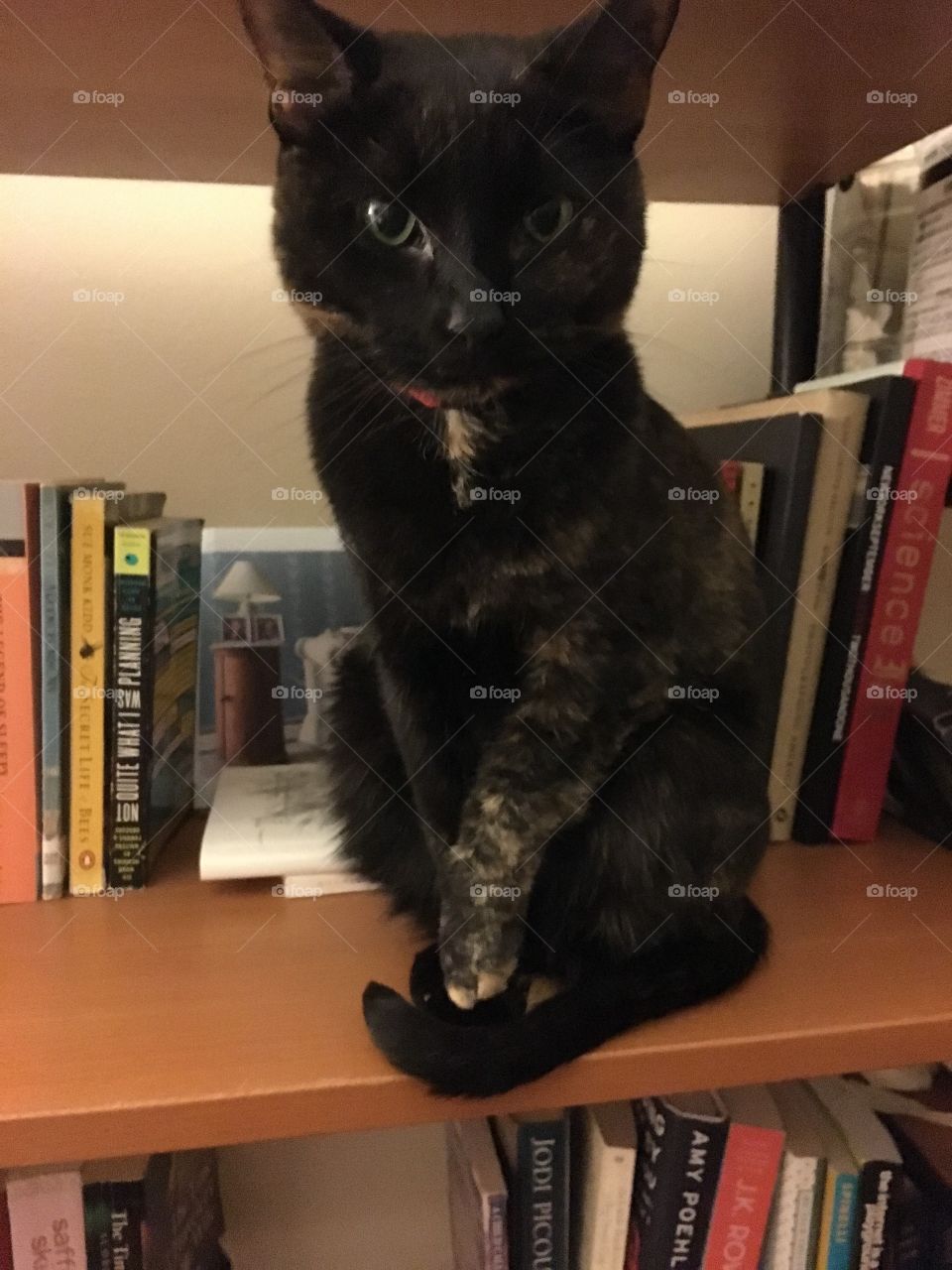 Bookshelf kitten