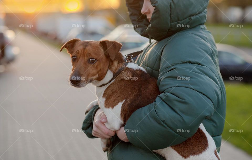 Walking the dog, Jack Russell in the arms of a girl.