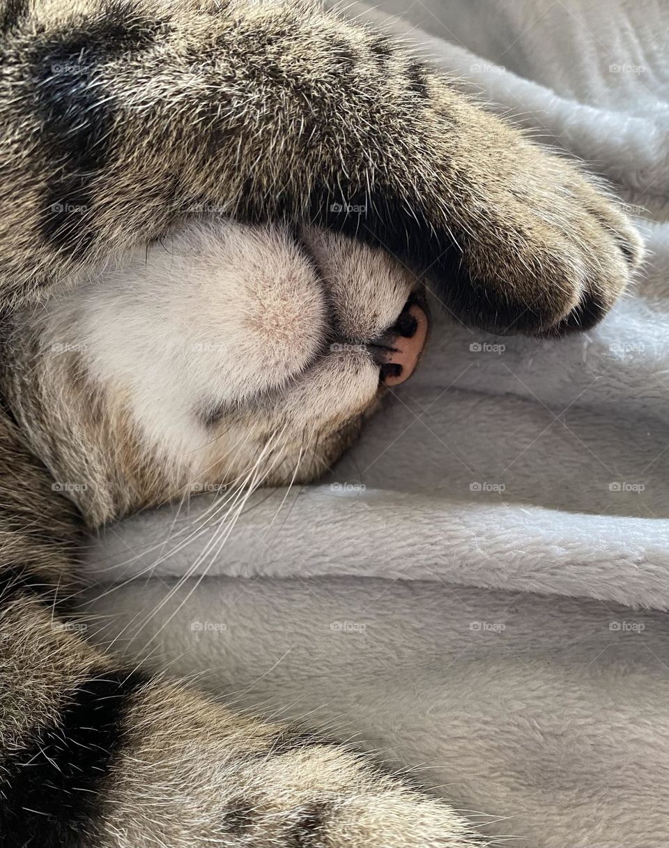 Is it Monday already? Cat sleeping with arm over face