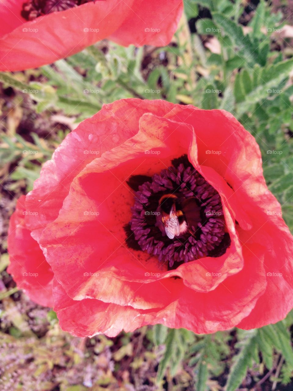 Bumblebee on Poppy