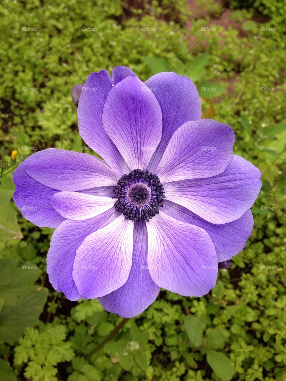 Flower purple