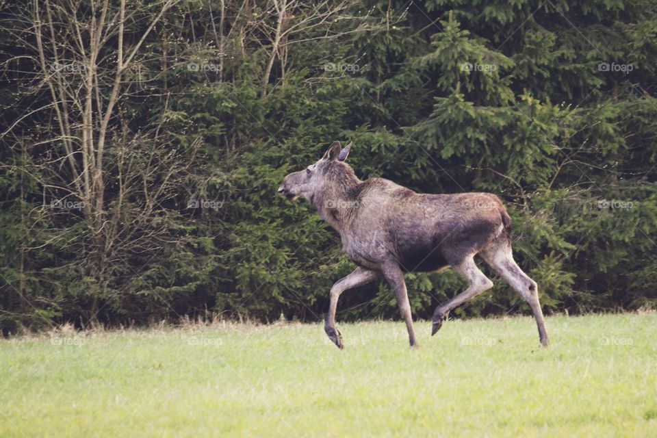 Elk running