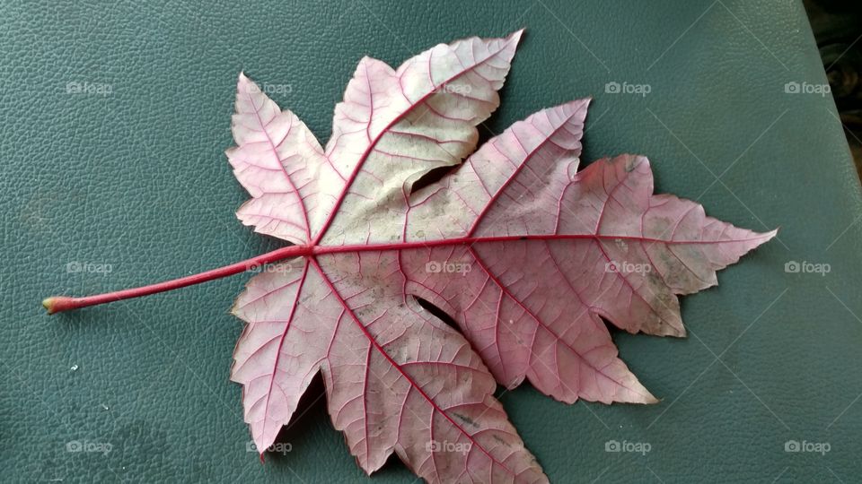 Leaf, No Person, Fall, Nature, Maple