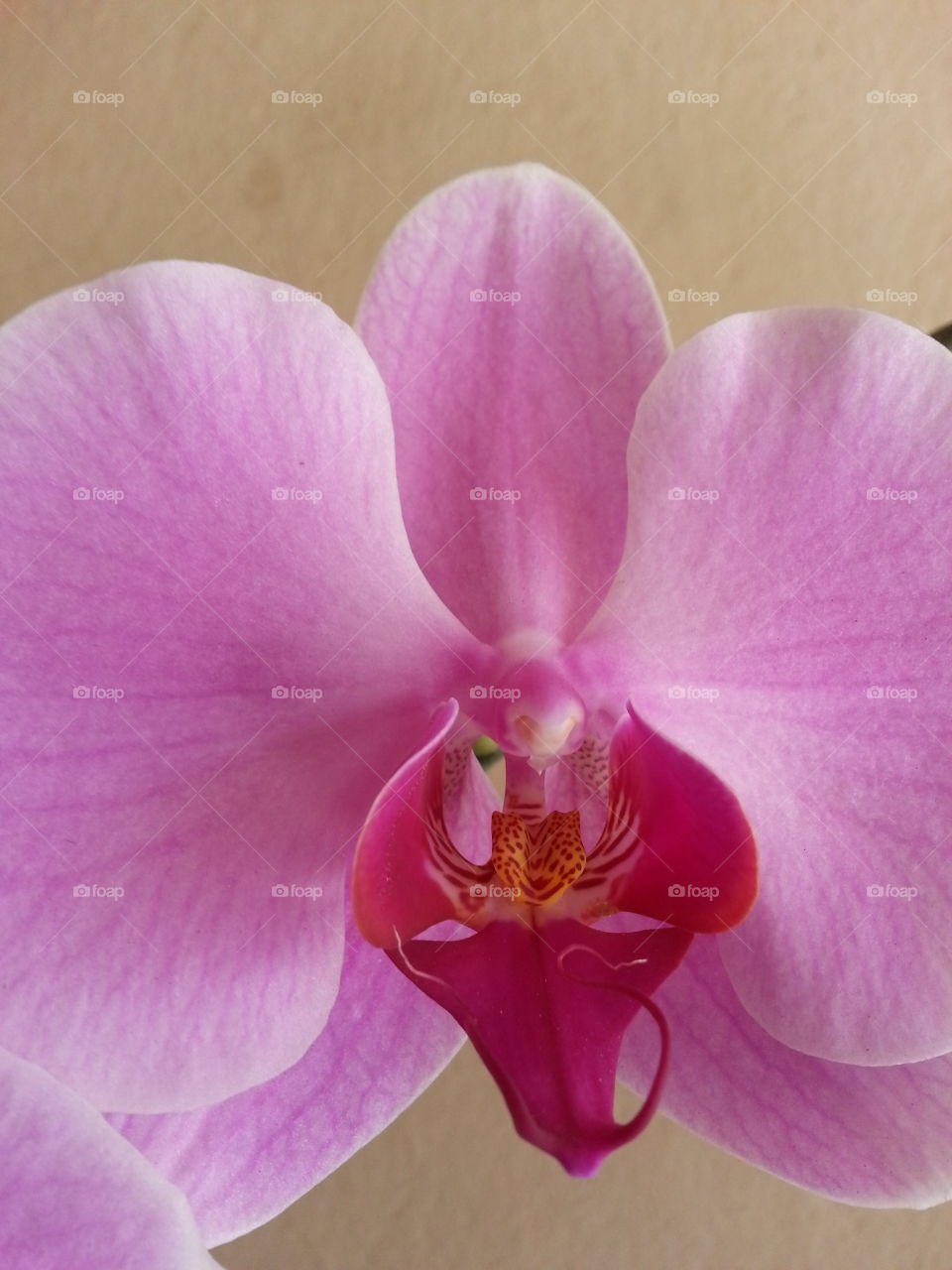 Orquídea