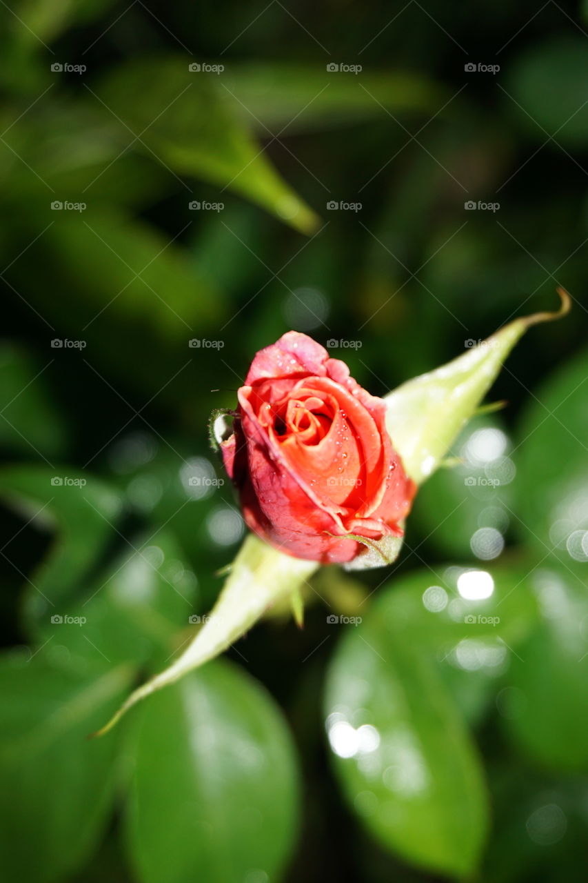 Rose blooming in granny's garden