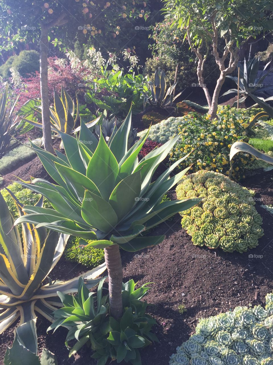 Stunning landscaping in the main quarry garden at Queen Elizabeth Park in Vancouver, British Columbia 