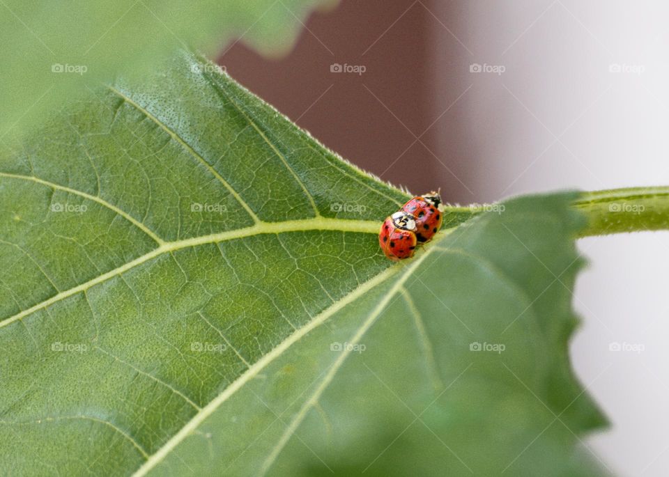 Ladybugs lovers