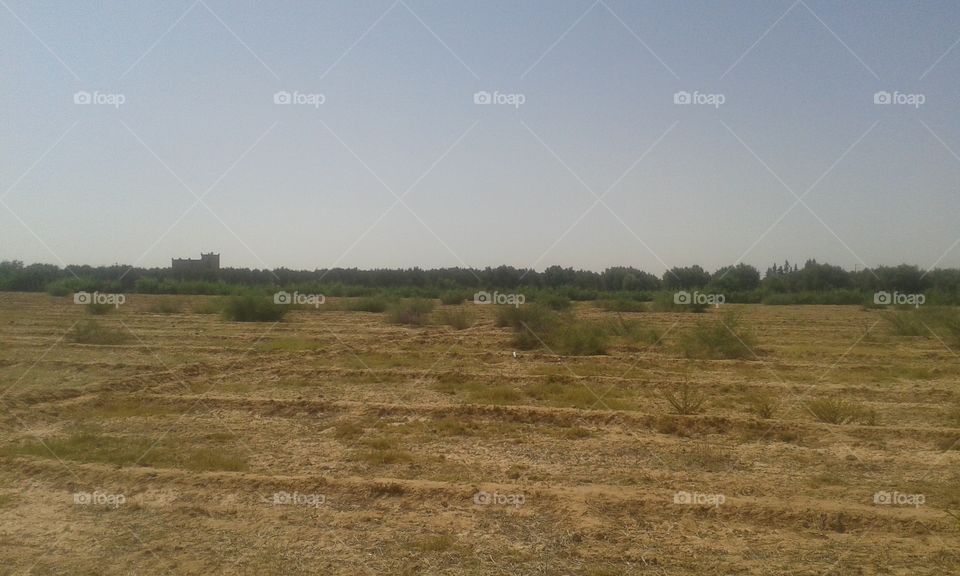 Landscape, Field, Cropland, Agriculture, Tree
