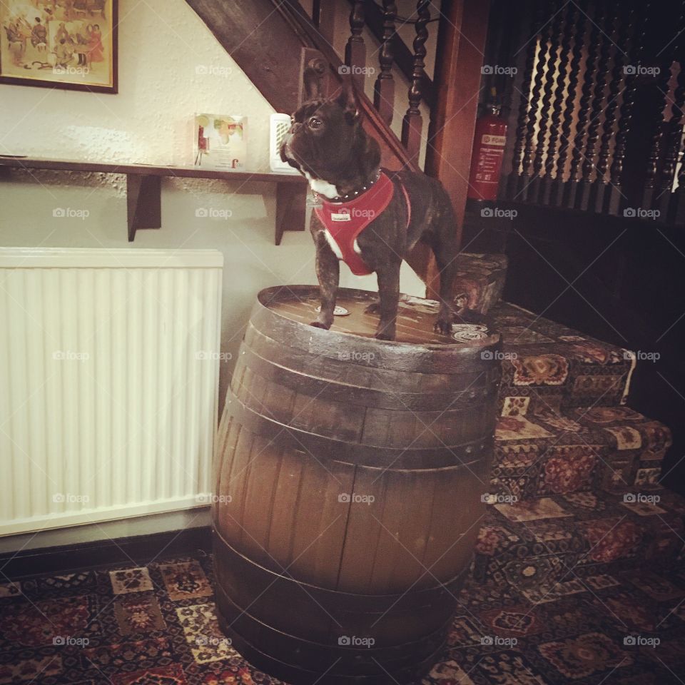 Dog in the pub 