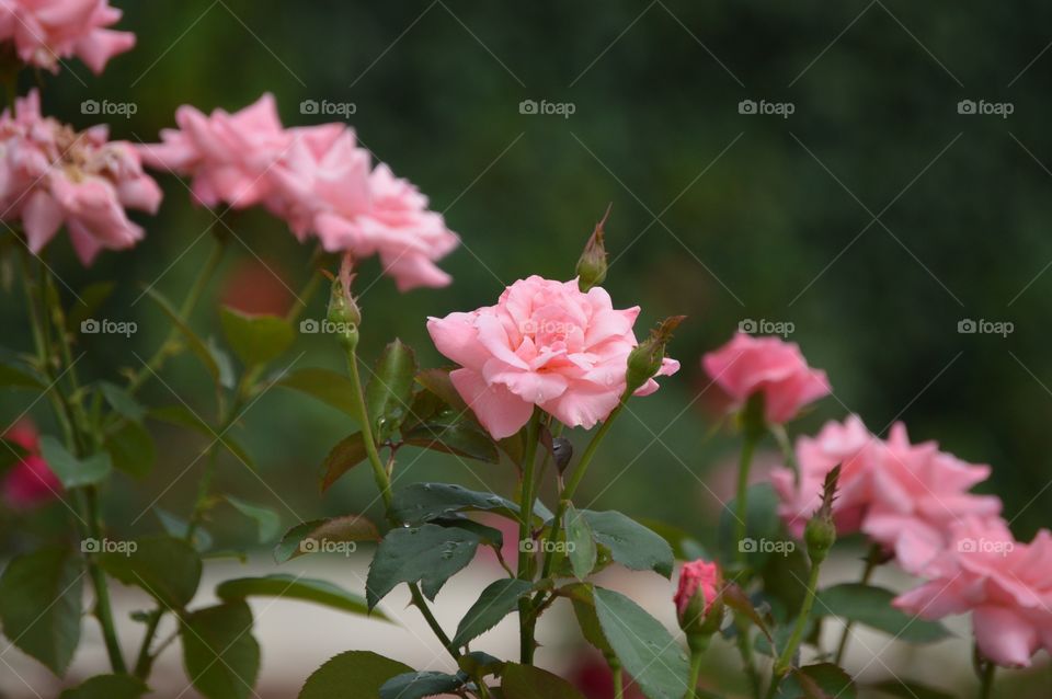 Half & half. 💕🎀🌹