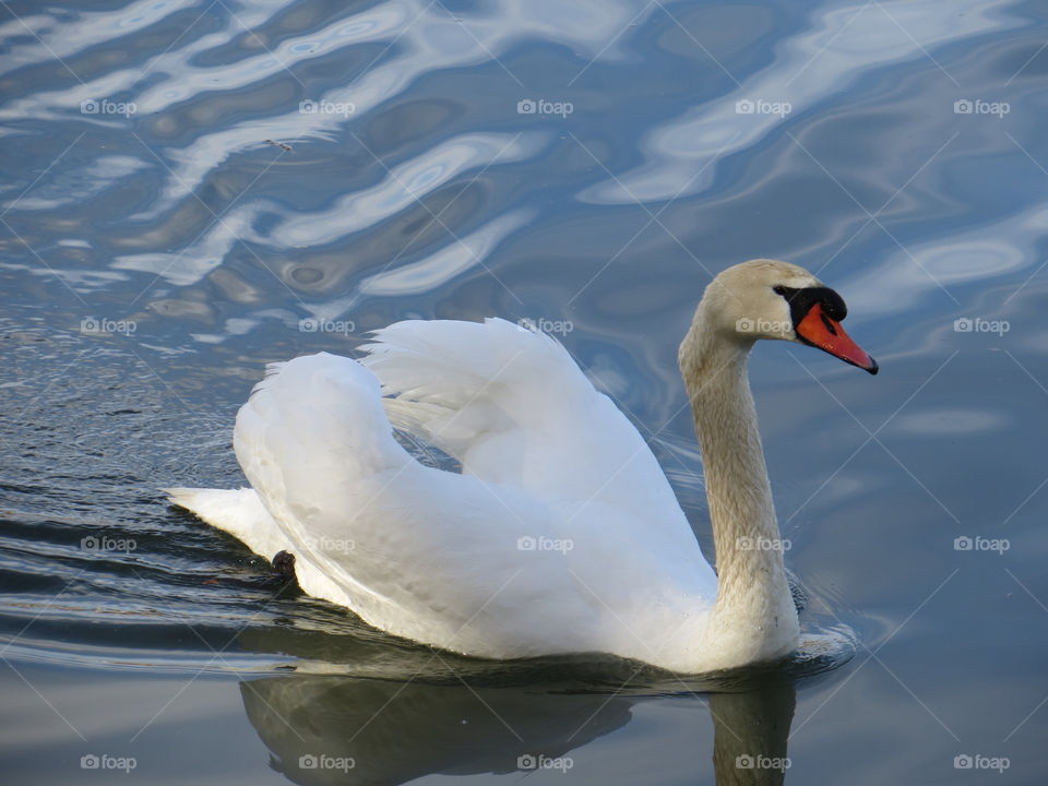 Graceful swan