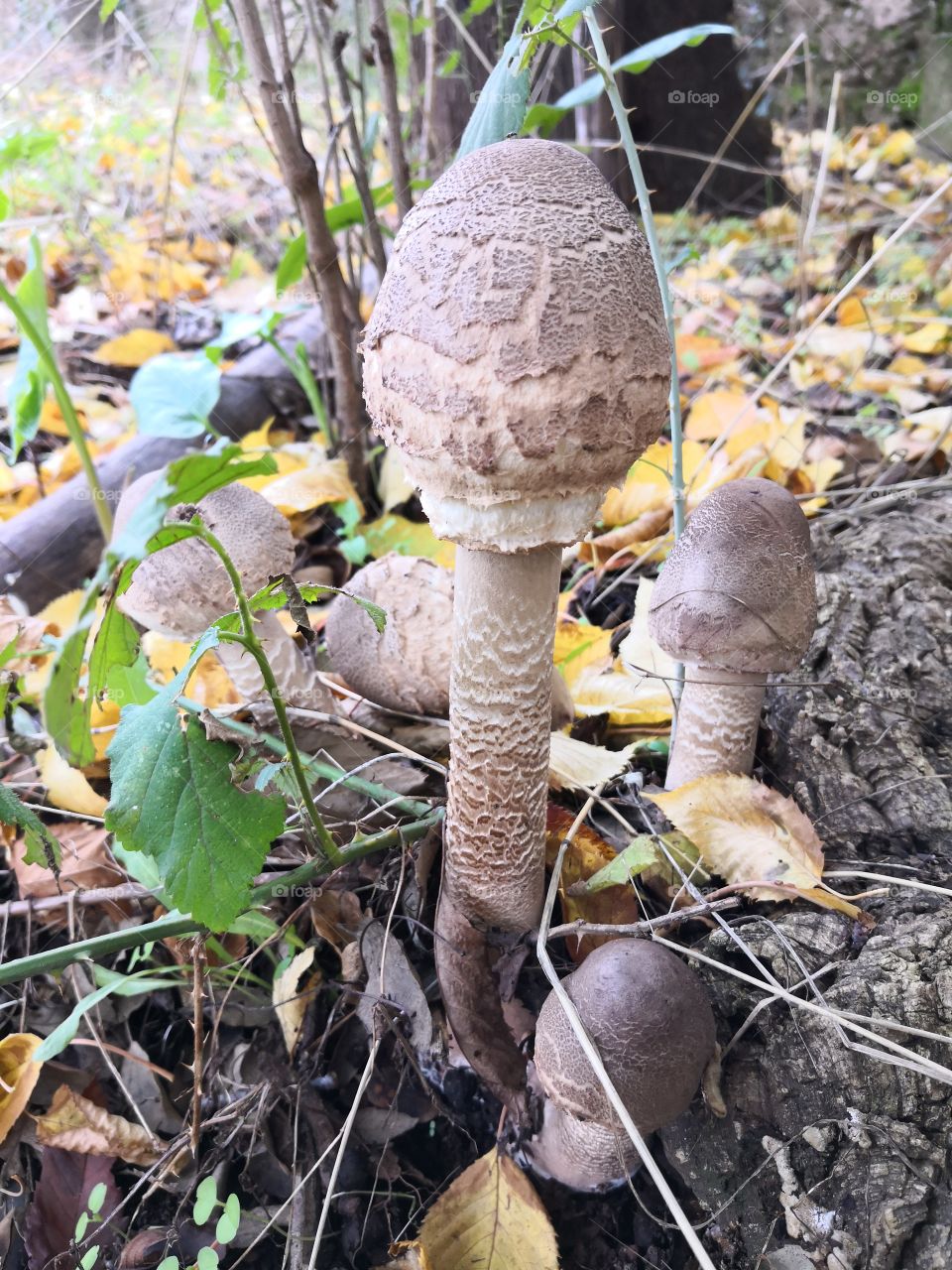 Mushrooms, Nature, Castelo de Vide, Portugal