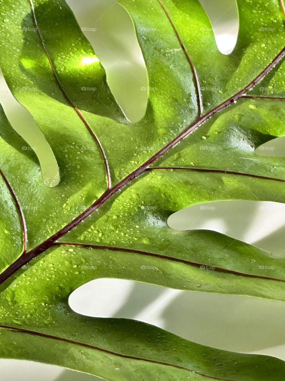 Microsorum scolopendria or Common Laua’e Fern leaf closeup