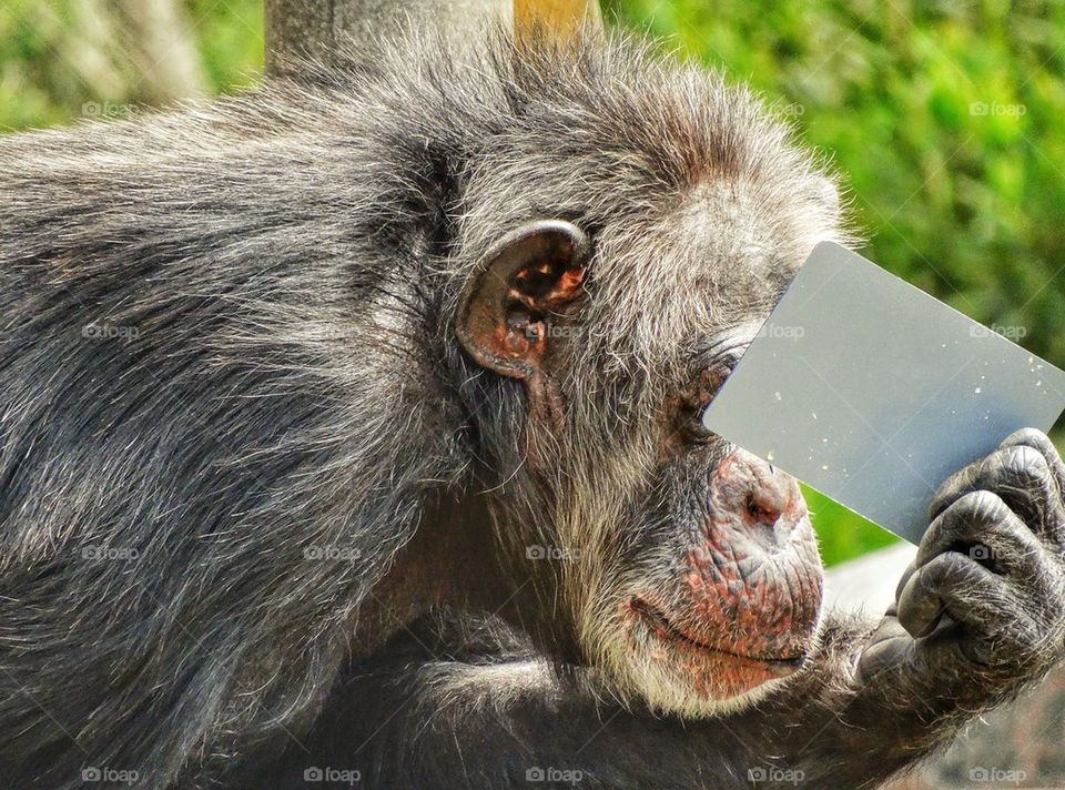 Chimpanzee Playing with a Mirror
