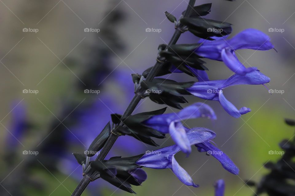 Black and purple flower 