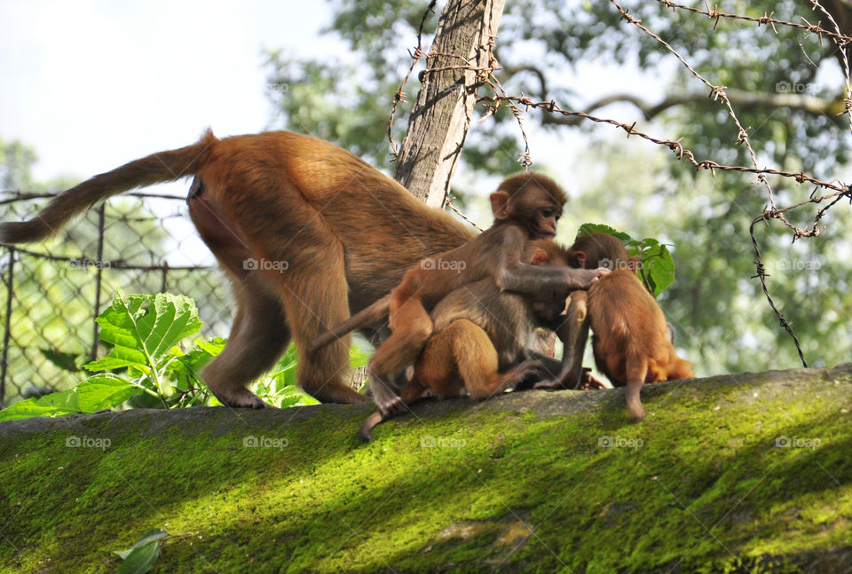 Monkey family in grass