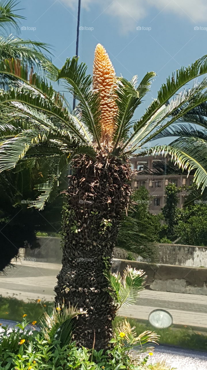palm
