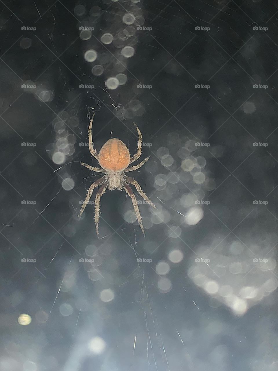 Big Pregnant Momma Spider Resting And Expecting Food On Her Web At Night