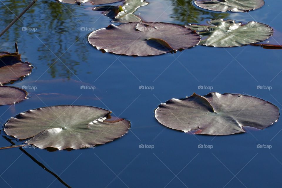 Lily pads floating on water