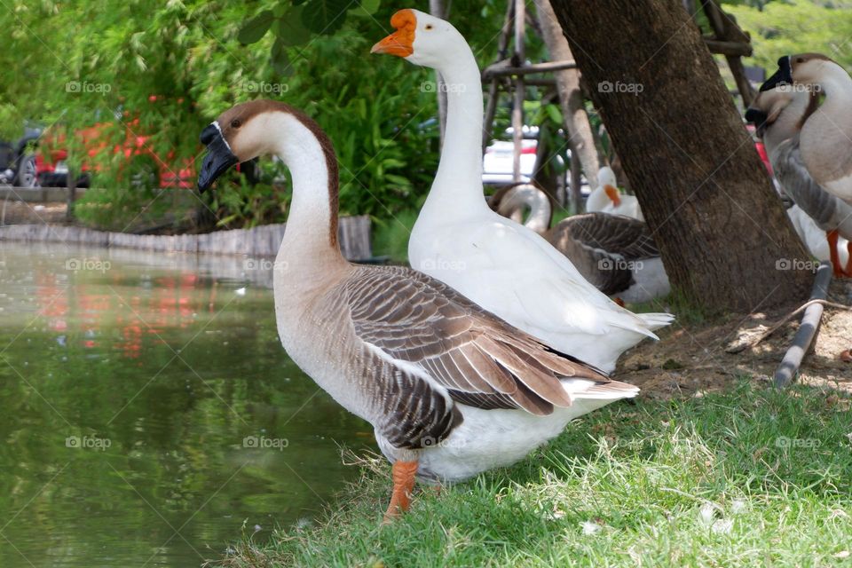 lion head goose walking with friends on the lawn by the water.