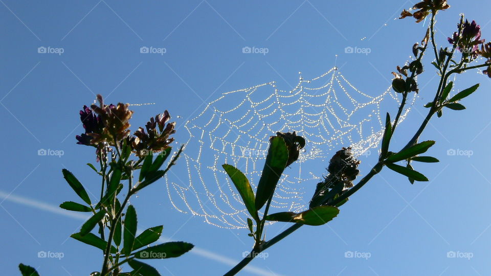 Sonne hinterm Spinnennetz