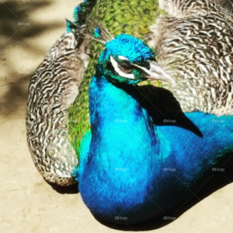 Peacock Blues