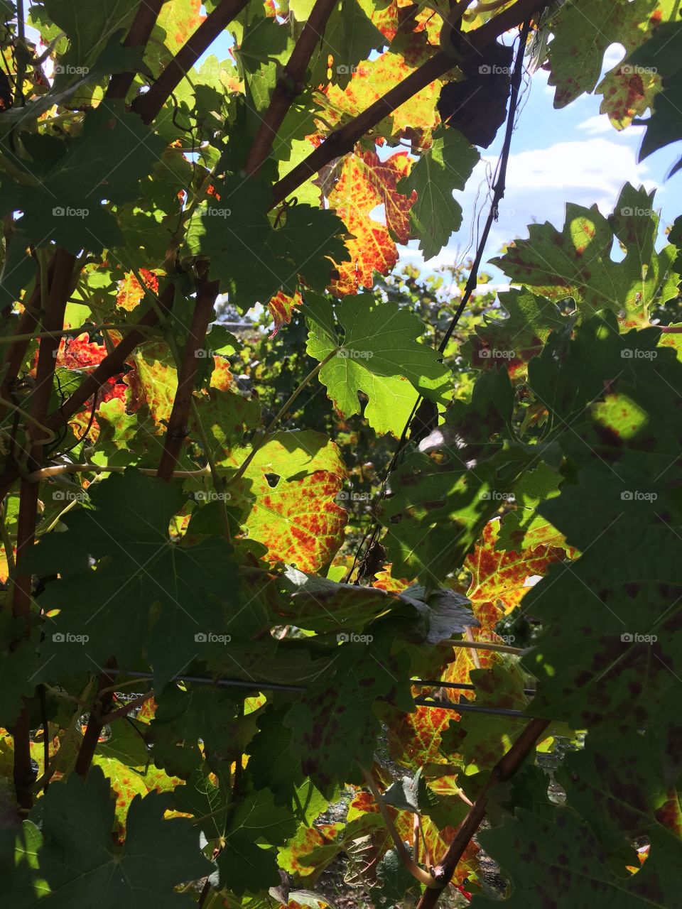 Fall in Virginia Vineyards