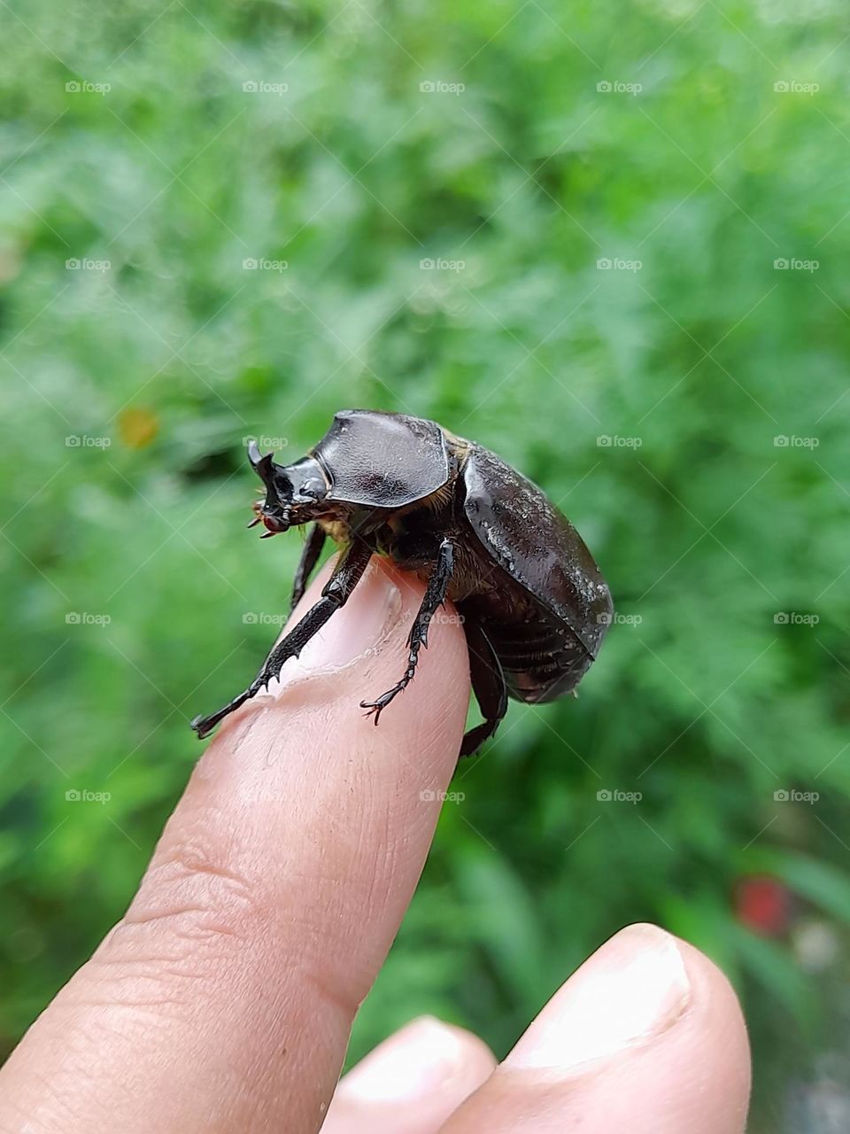 The beetles are 30-40 mm in length with the male being the larger. The female lays her eggs in rotting organic matter. They hatch into small white C-shaped larvae (called white grubs) with a dark-brown head and six small legs