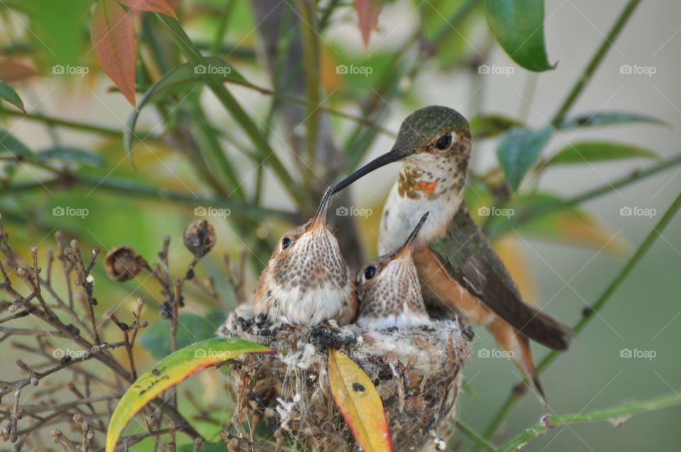 Momma hummingbird feeding her chicks