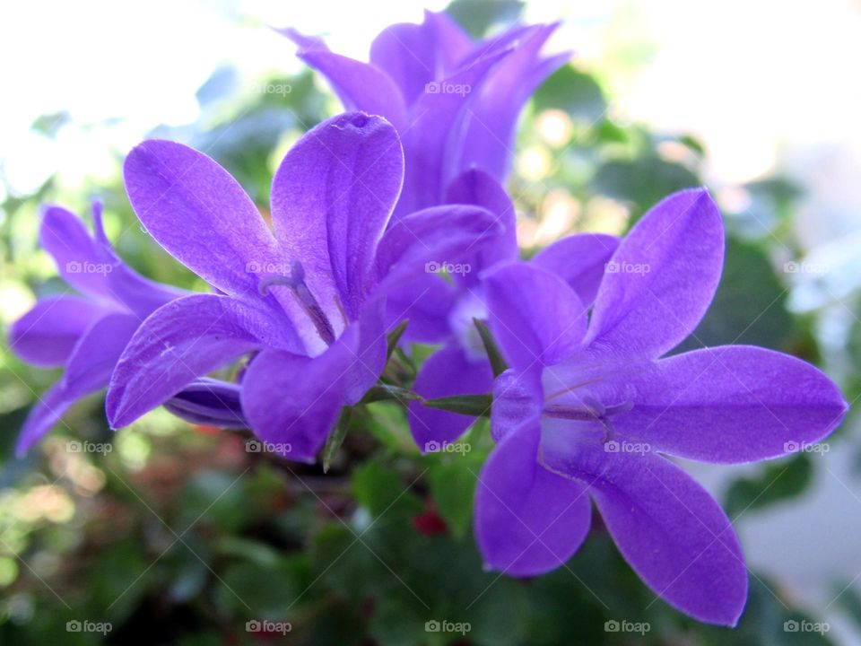 Campanula flower is a herbaceous plant of the Campanula family. The plant is quite ancient, and the Mediterranean is considered to be its original deposit. Campanula is considered to be a symbol of family happiness in the house.