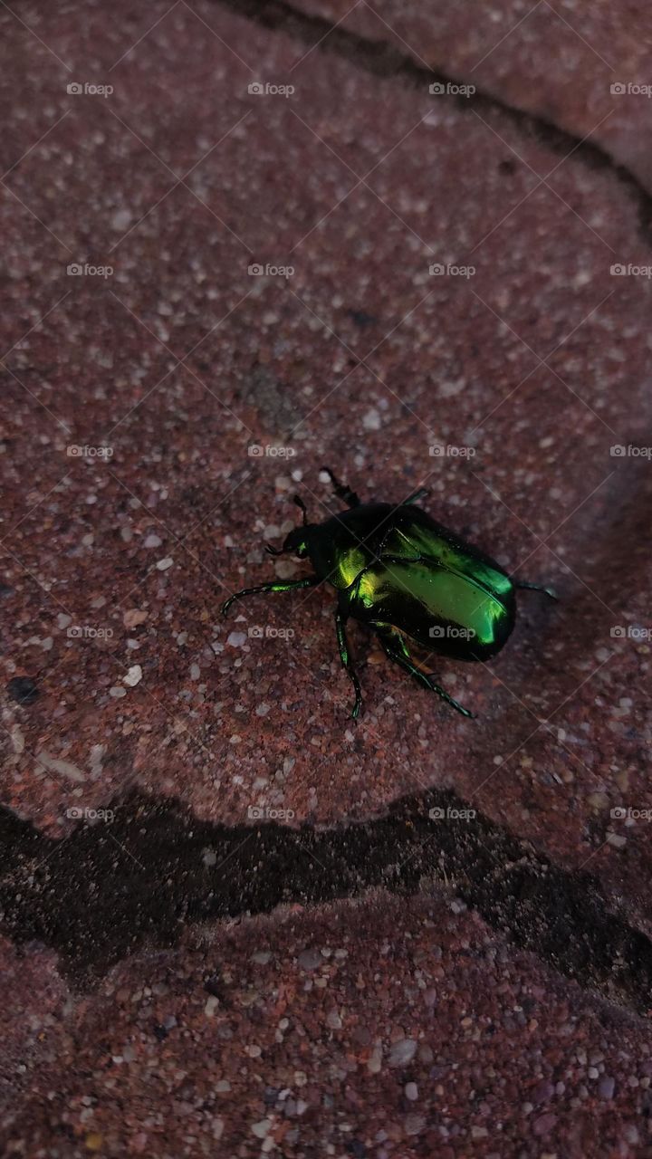 a beetle, green and very bright, something interested me on the way home ... I love macro photography.