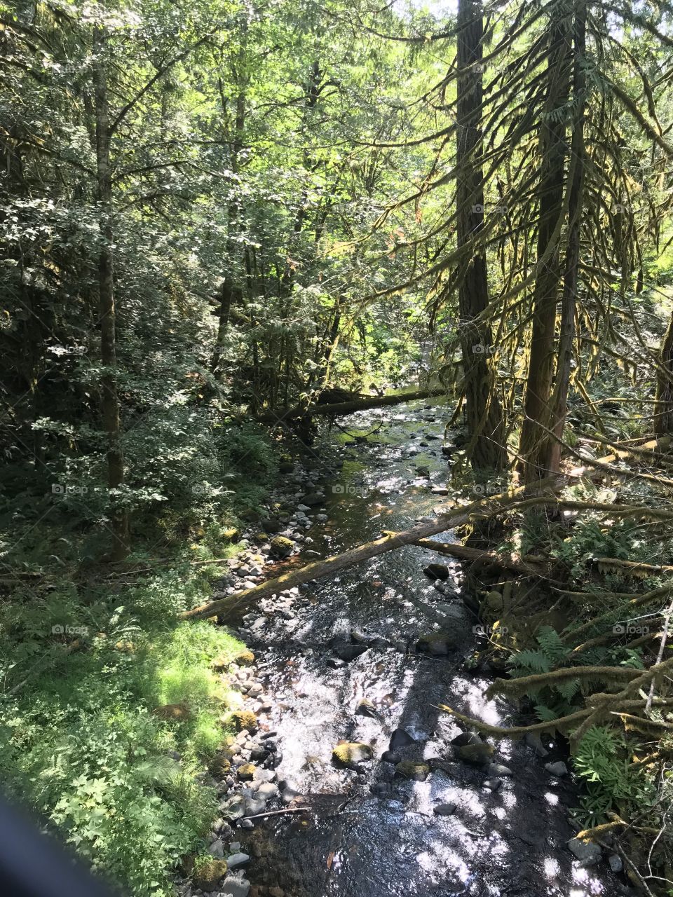 River through west coast forest