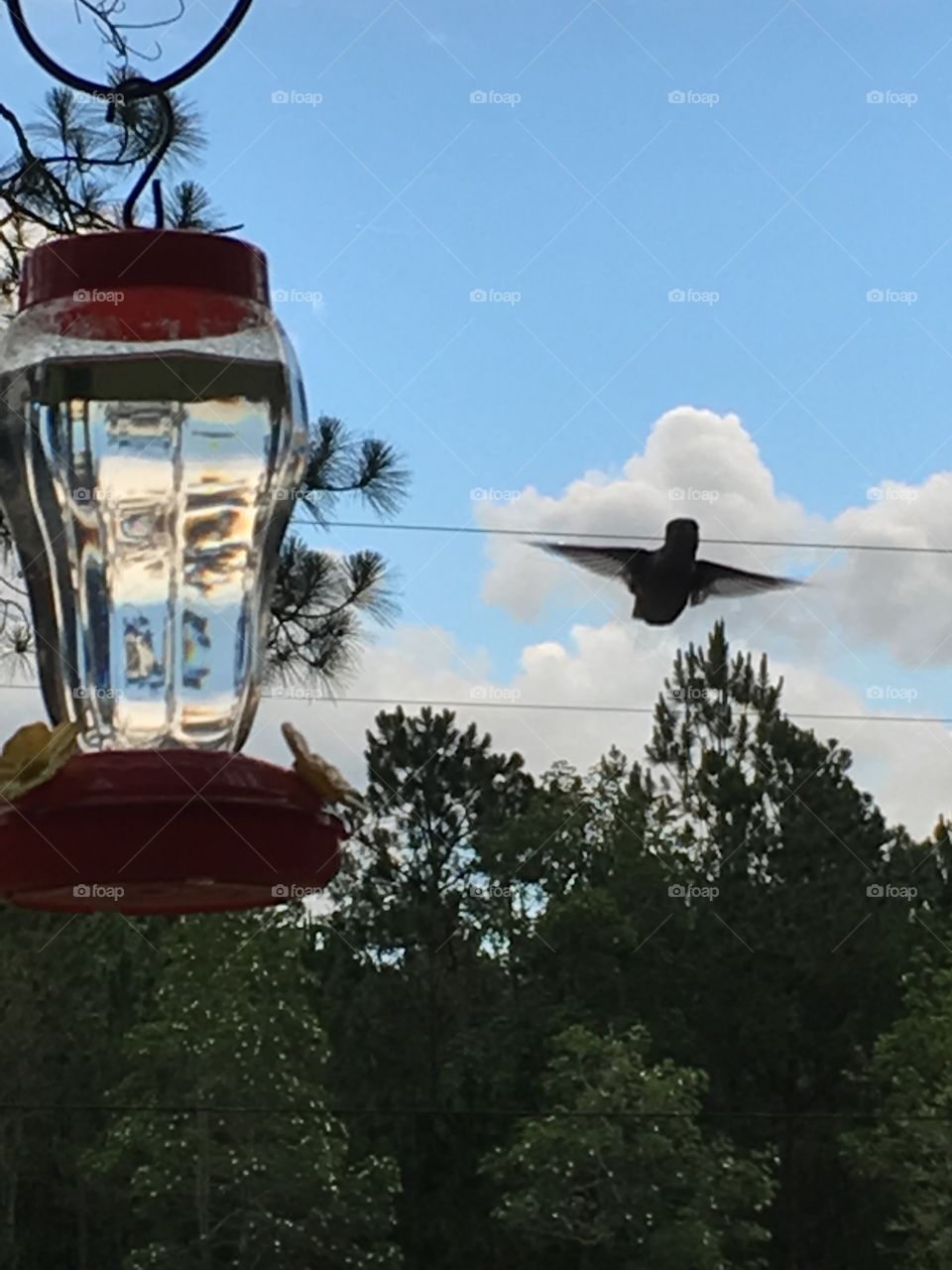 Hummingbird Wings Expanded 