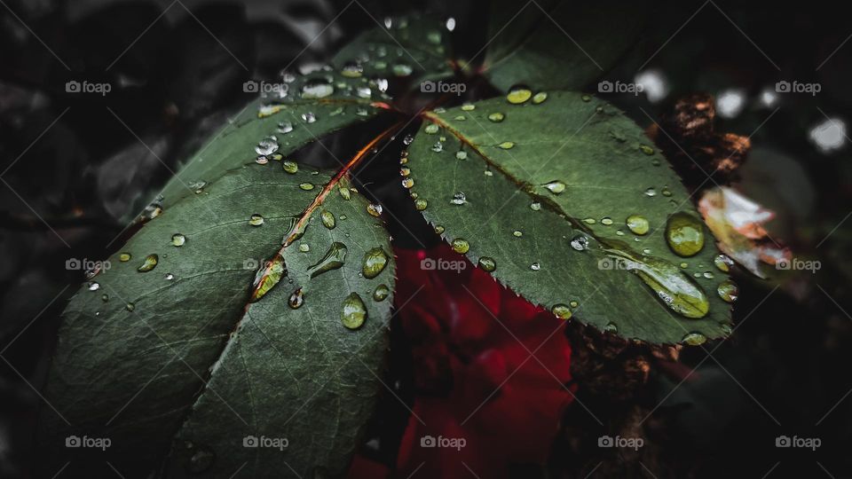 Water drops on leaf 🌿