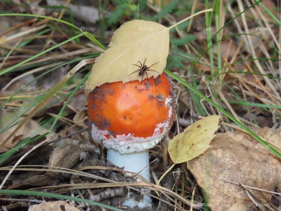 Mushroom in the autumn forest