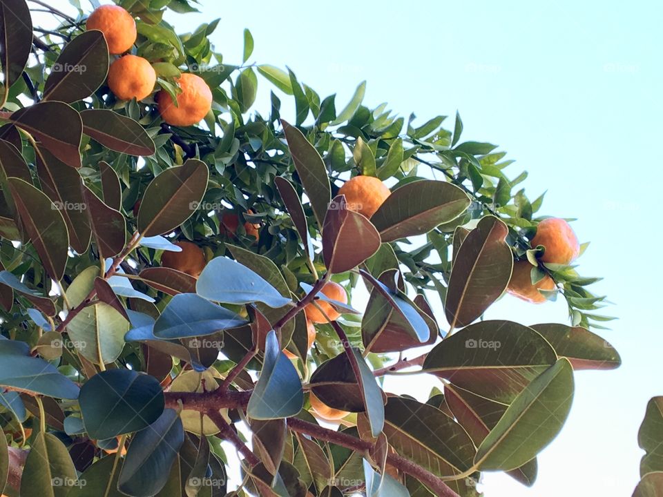 A mandarin tree.